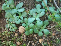 Crassula capensis