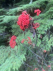 Sorbus aucuparia