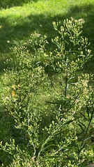 Erigeron canadensis