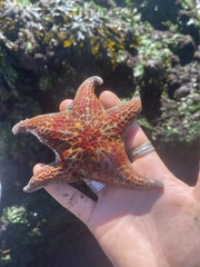 Dermasterias imbricata