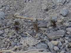 Brachythemis impartita