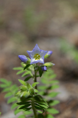 Polemonium pulcherrimum delicatum