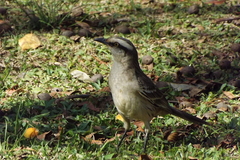 Mimus saturninus