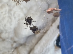 Parasteatoda tepidariorum