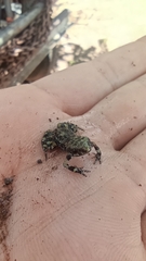 Eleutherodactylus nitidus