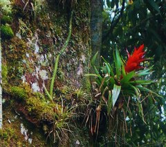 Tillandsia imperialis