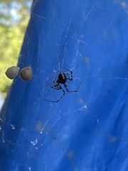 Parasteatoda tepidariorum