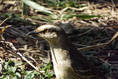 Mimus saturninus