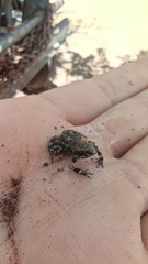 Eleutherodactylus nitidus