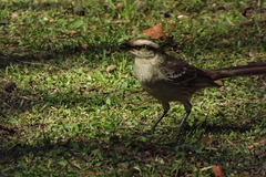 Mimus saturninus