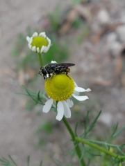 Asemosyrphus mexicanus