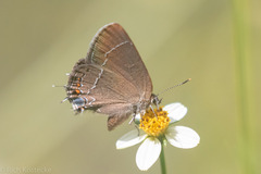 Satyrium polingi