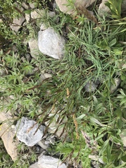 Trisetum distichophyllum