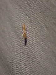 Phyllonorycter basistrigella