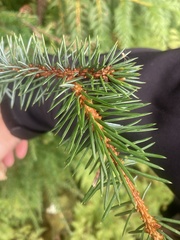 Picea sitchensis