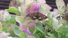 Pyrausta aurata
