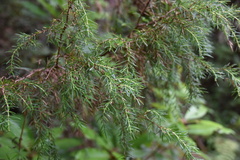 Juniperus cedrus