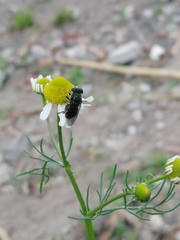 Asemosyrphus mexicanus