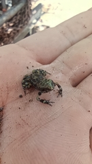 Eleutherodactylus nitidus