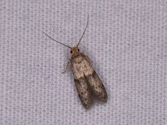 Pigritia