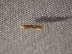 Phyllonorycter basistrigella