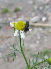 Asemosyrphus mexicanus