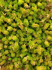 Sedum japonicum