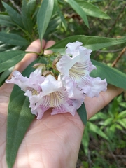 × chitalpa tashkentensis
