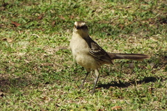 Mimus saturninus