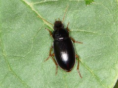 Notiobia
