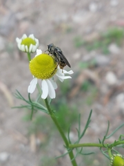 Asemosyrphus mexicanus