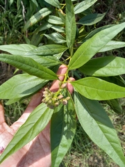 × chitalpa tashkentensis