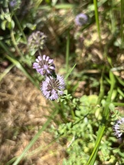 Mentha pulegium
