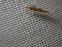 Phyllonorycter basistrigella