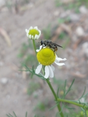 Asemosyrphus mexicanus