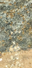 Acariformes