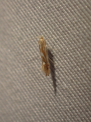 Phyllonorycter basistrigella