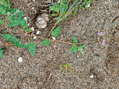 Erodium laciniatum