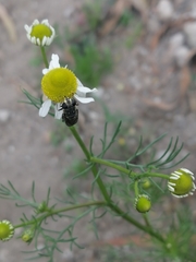 Asemosyrphus mexicanus