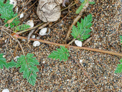 Erodium laciniatum