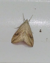 Evergestis forficalis