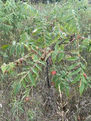 Rhus