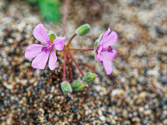Erodium laciniatum