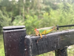 Orchelimum pulchellum