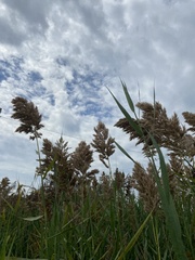 Phragmites