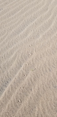 Charadriiformes
