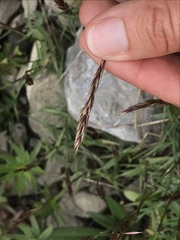 Trisetum distichophyllum