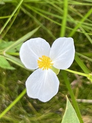 Sagittaria
