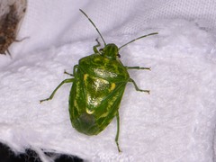 Banasa euchlora