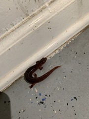 Pseudotriton ruber